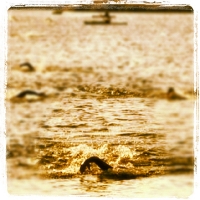 Swim Race 2.4mile_1